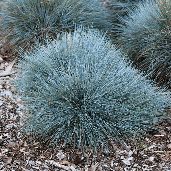 A bushy clump of Festuca glauca, a striking ornamental grass, stands amidst a bed of wood chips.