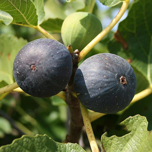 Close-up of two ripe figs from a Ficus Brogiotto Nero tree, displaying their reddish-purple hue on a large branch amidst lush green leaves.