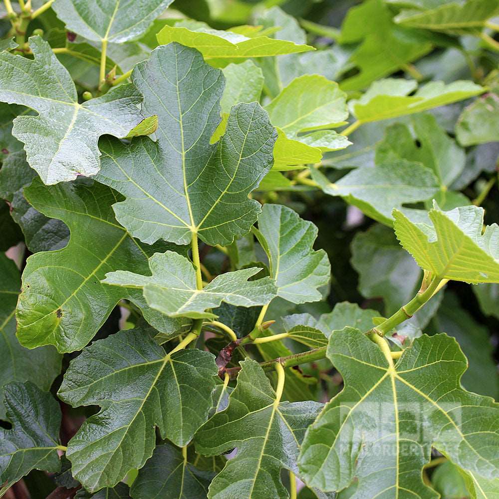 Close-up of vibrant green leaves on a Ficus Brown Turkey branch, revealing glimpses of its distinctive pear-shaped brown fruits.