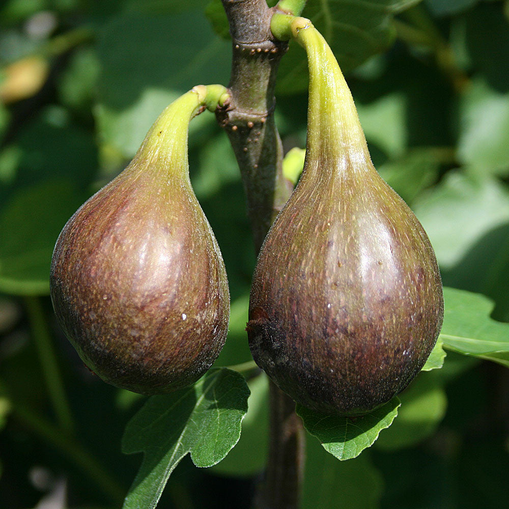 Two ripe figs hang on a branch of the Ficus Brown Turkey, with vibrant green leaves in the background.