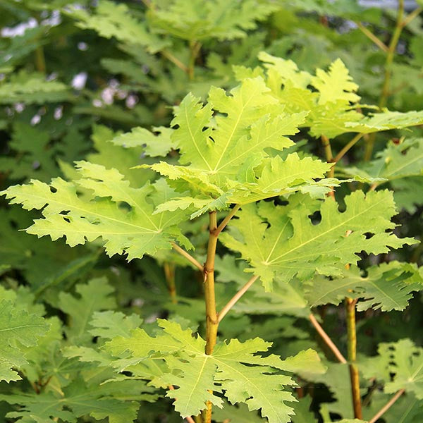 Close-up of the bright green, palmate leaves of the Ficus Ice Crystal - Fig Tree with serrated edges and decorative foliage. The leaves are prominently spread on a slender stem, highlighting the architectural value of this fruiting fig variety.