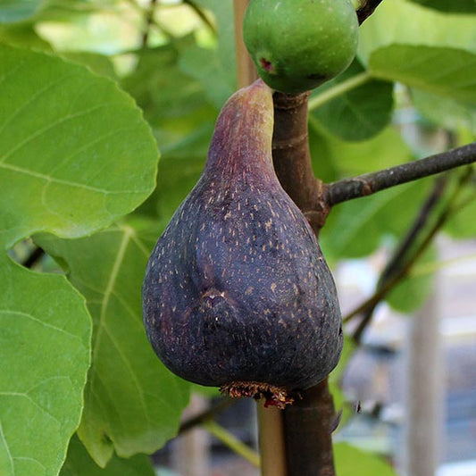 Close-up of a ripe purple fig with strawberry-colored flesh from the Ficus Jordan - Jordan Fig Tree, hanging amid lush green leaves.