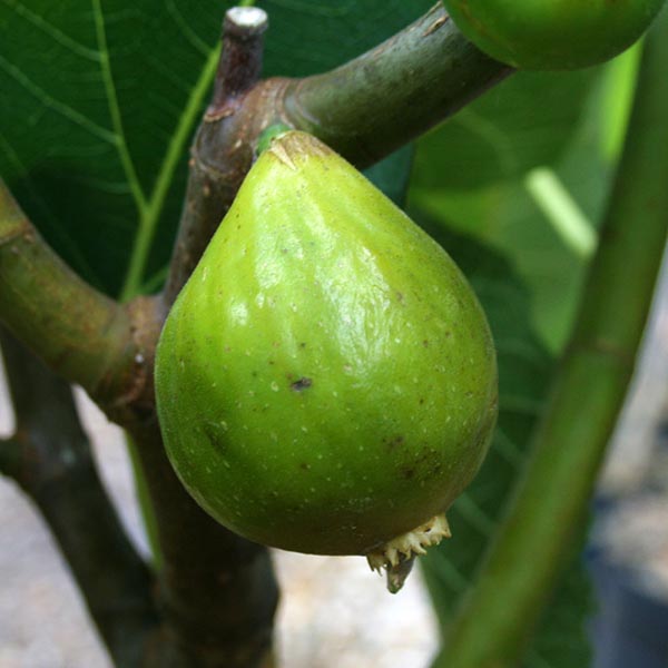 A lone green fig dangles from a branch of the Ficus Kadota - Kadota Fig Tree, set against a backdrop of large green leaves.