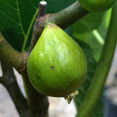 Ficus Kadota - Kadota Fig Tree