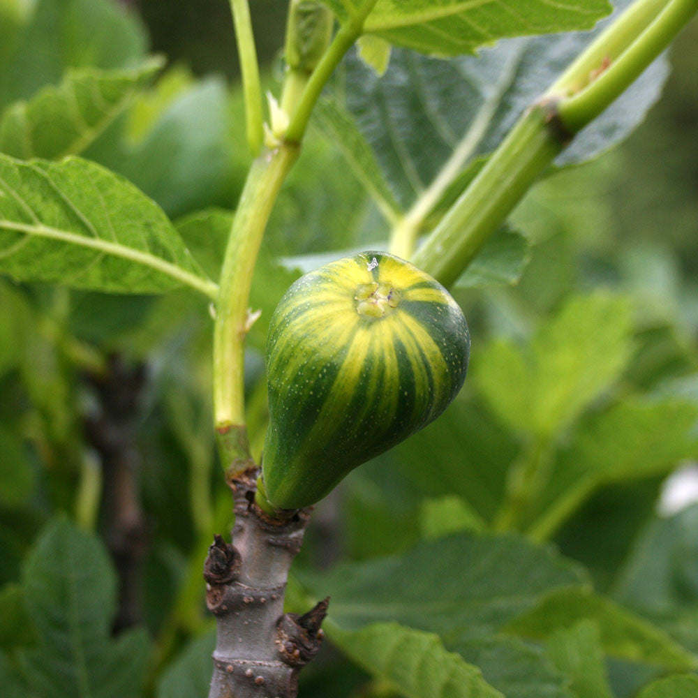 Close-up of a vibrant fig growing on a Ficus Panache - Striped Tiger Fig Tree, surrounded by lush green leaves.