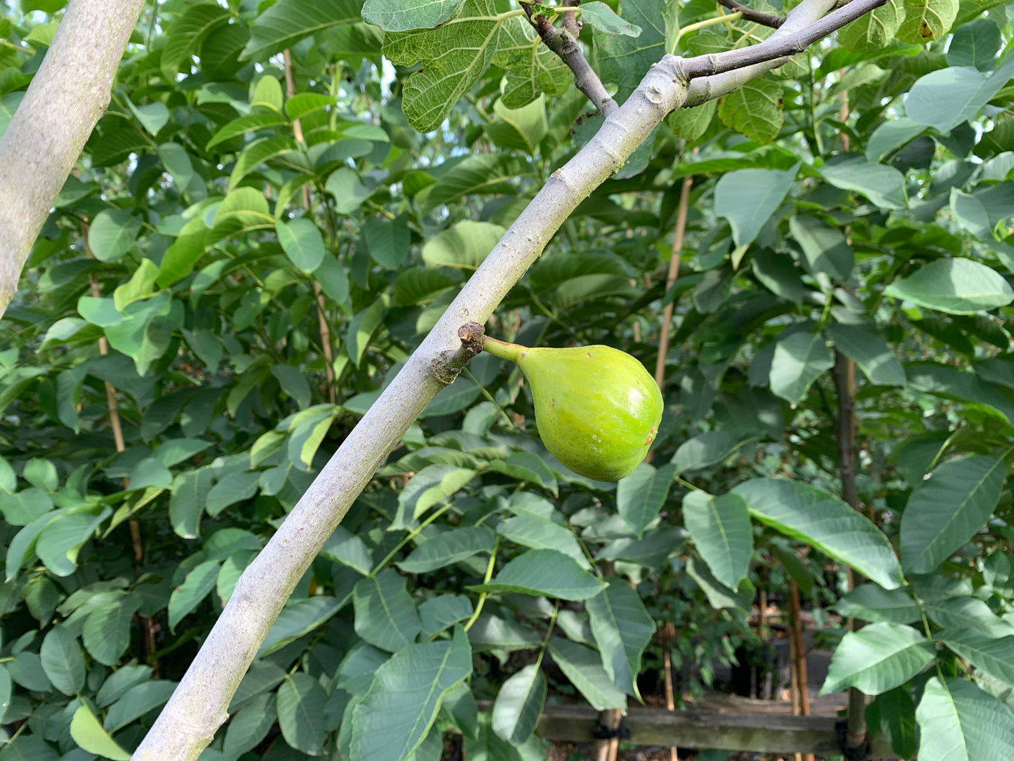 The Ficus carica Madeleine des Deux Saisons Fig Tree has a single green fig amid lush leaves, promising juicy pink flesh.