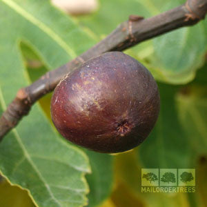 A ripe fig from the Ficus carica Rouge de Bordeaux tree, famous for its strawberry-colored flesh, hangs amid lush green leaves.