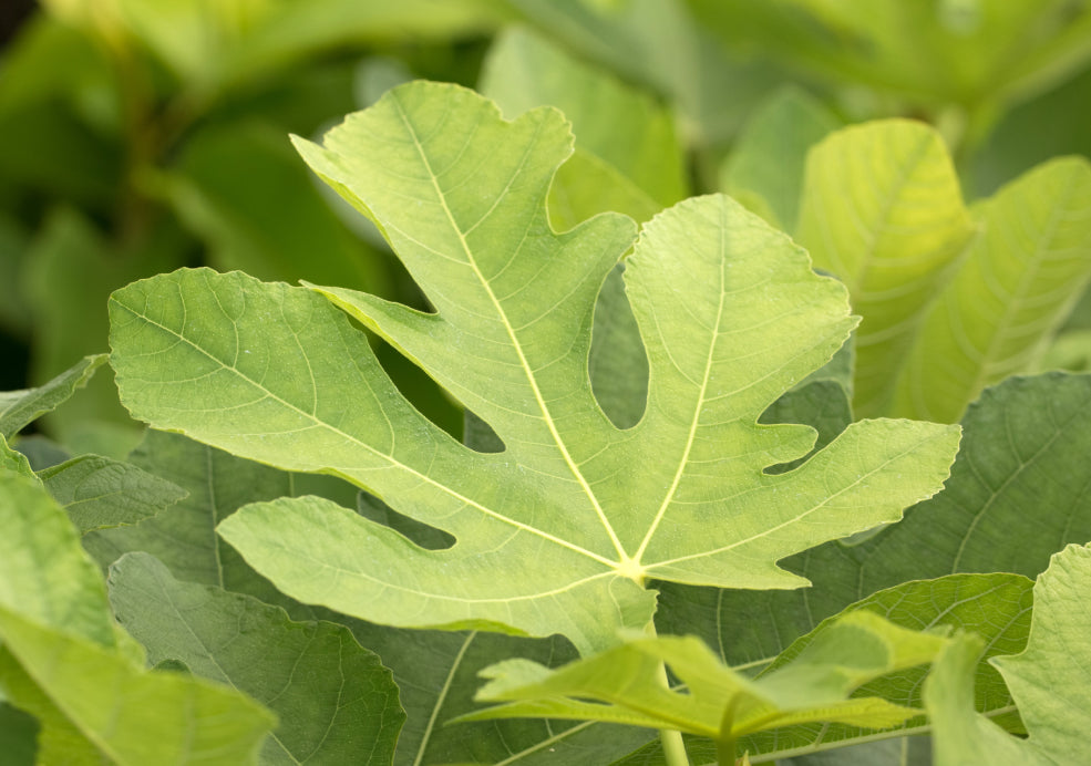 Close-up of a fig leaf with prominent lobes and veins, surrounded by blurred green foliage.