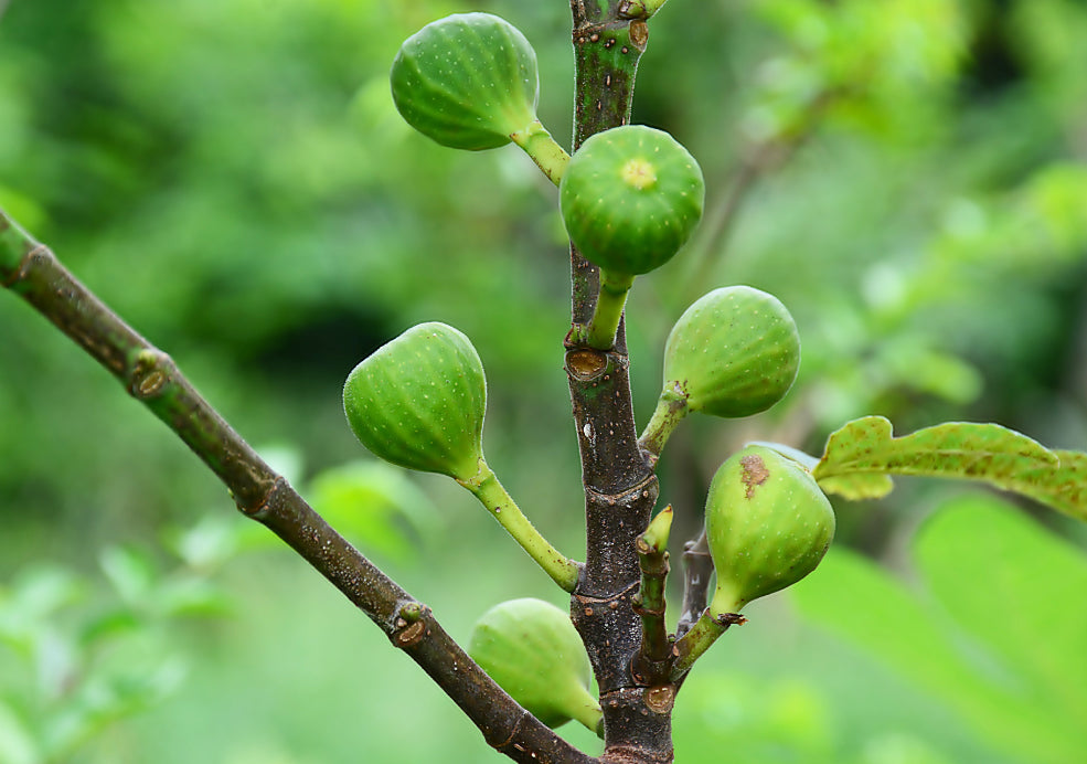 Close-up of a fig tree branch with several unripe green figs against a blurred green background.