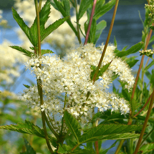 The Filipendula ulmaria, with its creamy-white flowers, delicate petals, and green leaves resembling Meadowsweet, flourishes gracefully near a body of water.