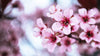 Close-up of pink cherry blossoms on branches with a blurred background.