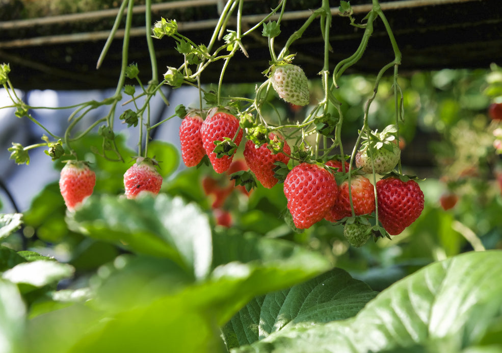 Strawberries hang from plants, surrounded by green leaves in a garden or greenhouse setting.