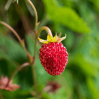 "Free food (Fragaria vesca)" by John Knight licensed under CC BY 2.0.