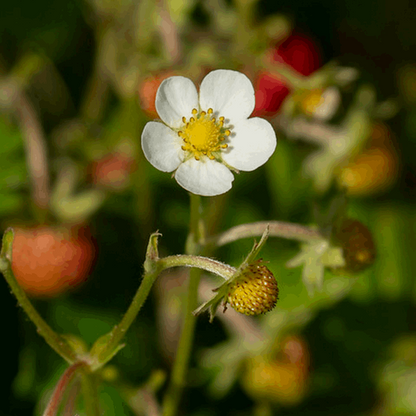 "Wild Strawberry (Fragaria vesca)" by John Knight licensed under CC BY 2.0.