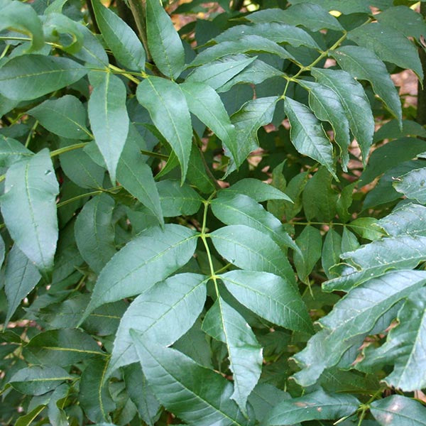 Close-up of green leaves with pointed tips and smooth edges on a woody Fraxinus Westof's Glorie - Ash Tree.