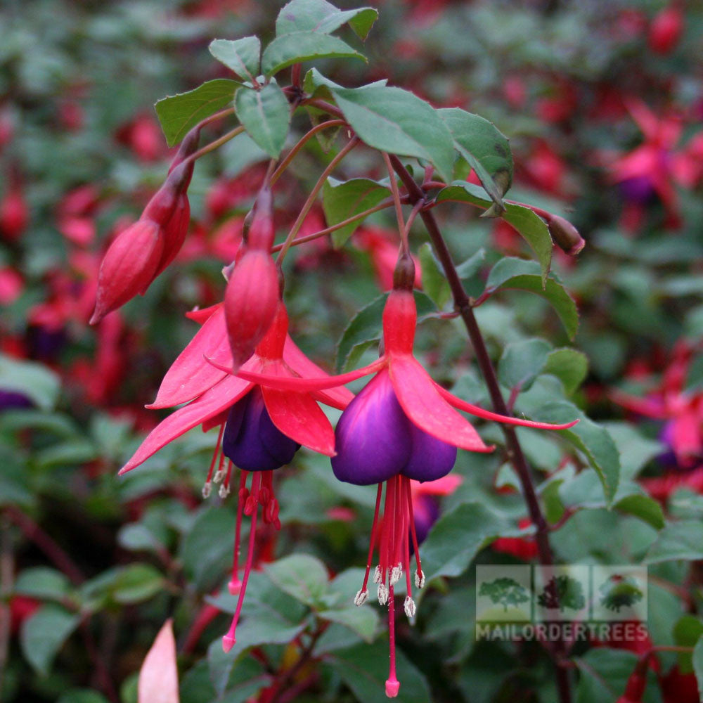 Close-up of Fuchsia Mrs Popple - Fuchsia, featuring its dazzling red and purple blooms against a backdrop of lush green leaves.