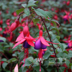 Fuchsia Mrs Popple - Fuchsia