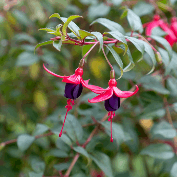 Two vibrant flowers of the compact shrub Fuchsia Riccartonii dangle gracefully from a branch, surrounded by lush green leaves.