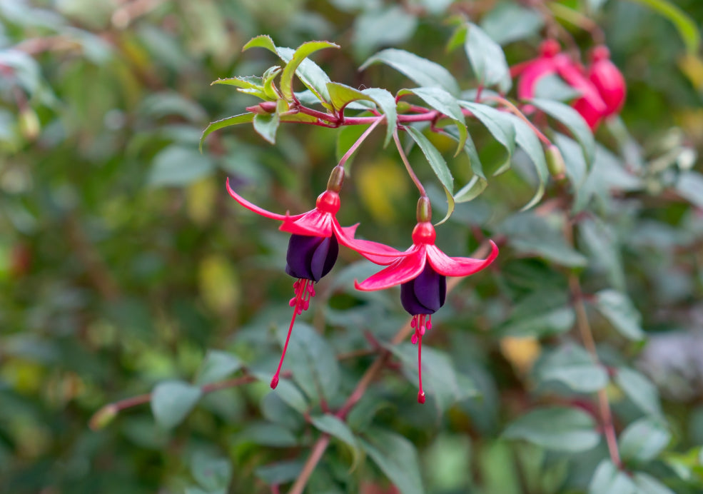 Fuchsia: Elegant Blooms with Year-Round Interest.