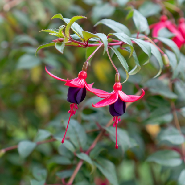 Fuchsia Riccartonii