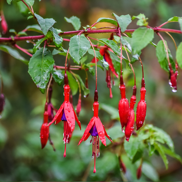 Fuchsia Riccartonii