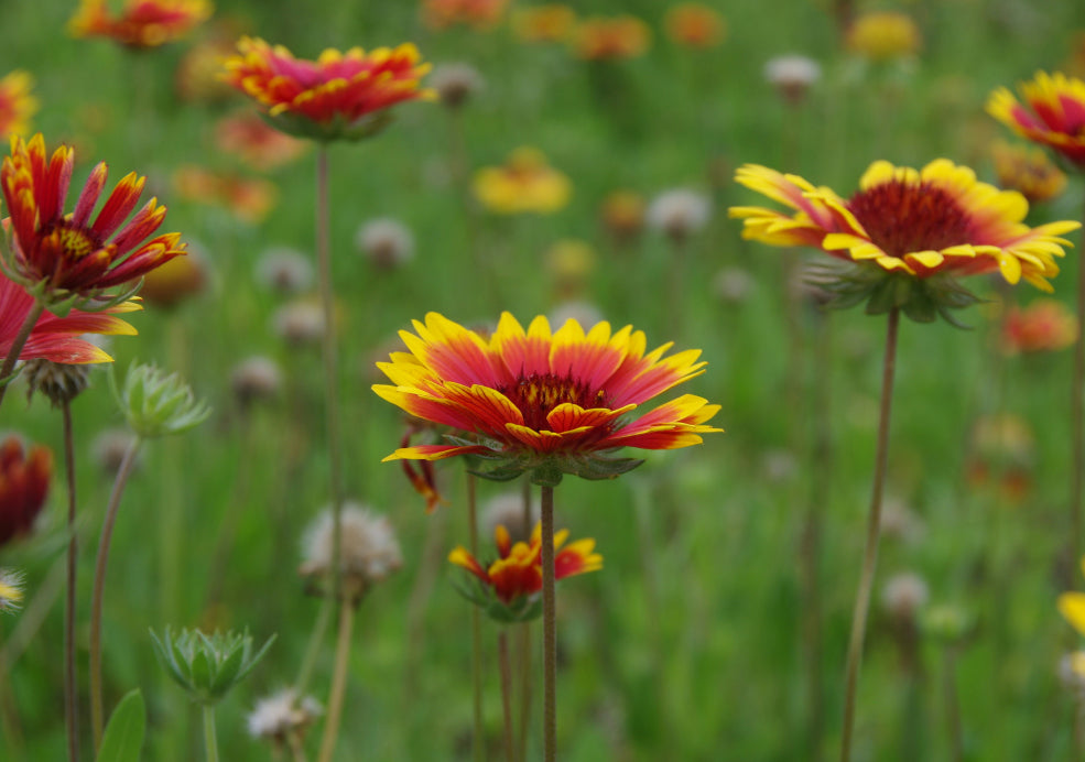 Gaillardia: A Burst of Vibrant Colour.