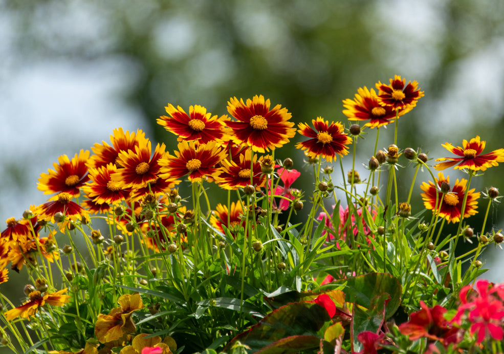 Hardy, Drought-Tolerant, and Ideal for Sun-Lovers.