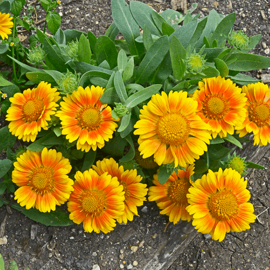 Gaillardia x grandiflora 'Arizona Apricot'