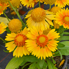 Gaillardia x grandiflora 'Arizona Apricot'