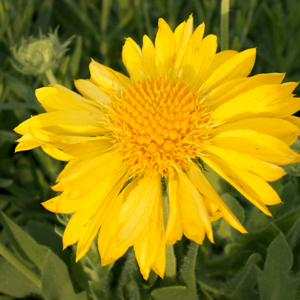 Gaillardia x Grandiflora Mesa Yellow