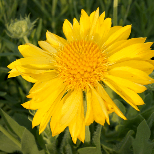 Gaillardia x grandiflora 'Mesa Yellow'