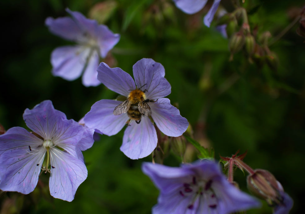 A Pollinator-Friendly Choice with Long-Lasting Blooms.