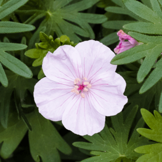 Geranium 'Vision Pink' boasts delicate pale pink blooms with five petals and a central cluster of stamens, beautifully offset by green, serrated leaves. Ideal for cottage-style gardens, its charming flowers bring a gentle elegance to any landscape.