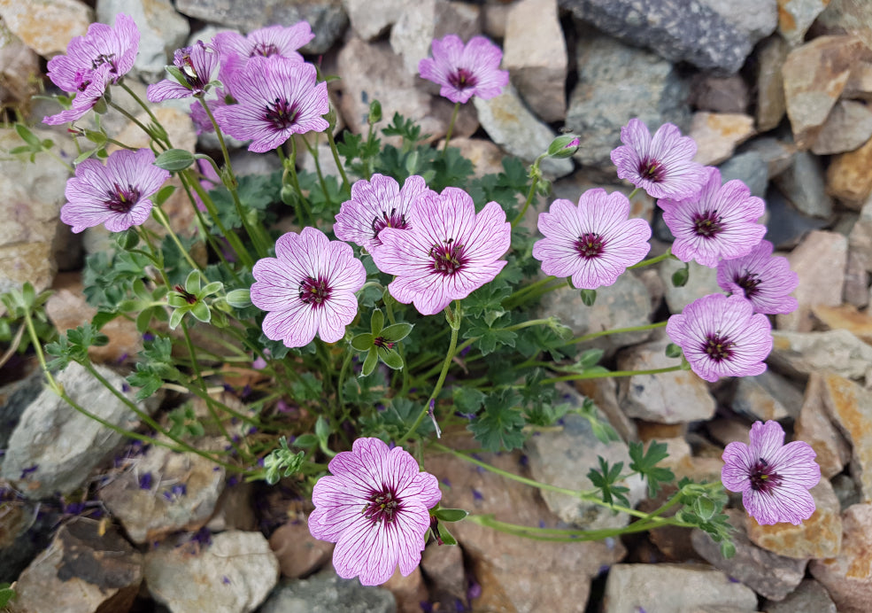 Geranium: A Reliable Favourite with Timeless Charm.