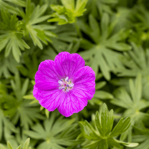 Geranium Sanguineum Vision Violet