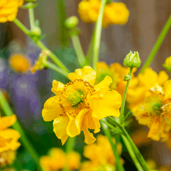 Geum Lady Stratheden