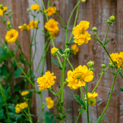 Geum 'Lady Stratheden' blooms in bright yellow, contrasting beautifully with its green stems and foliage, all set against a wooden fence to create a charming perennial display.