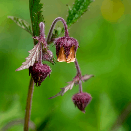 Geum rivale