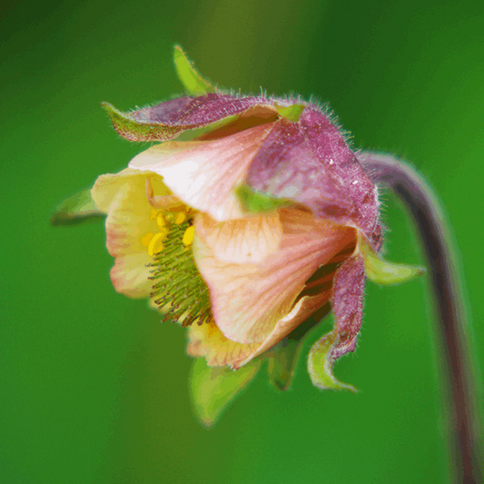 Geum rivale