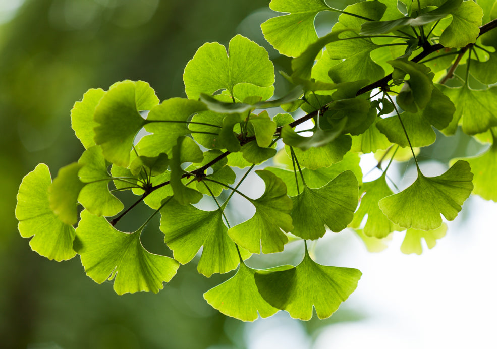 Gingko Trees: Living Fossils with Unique Beauty.