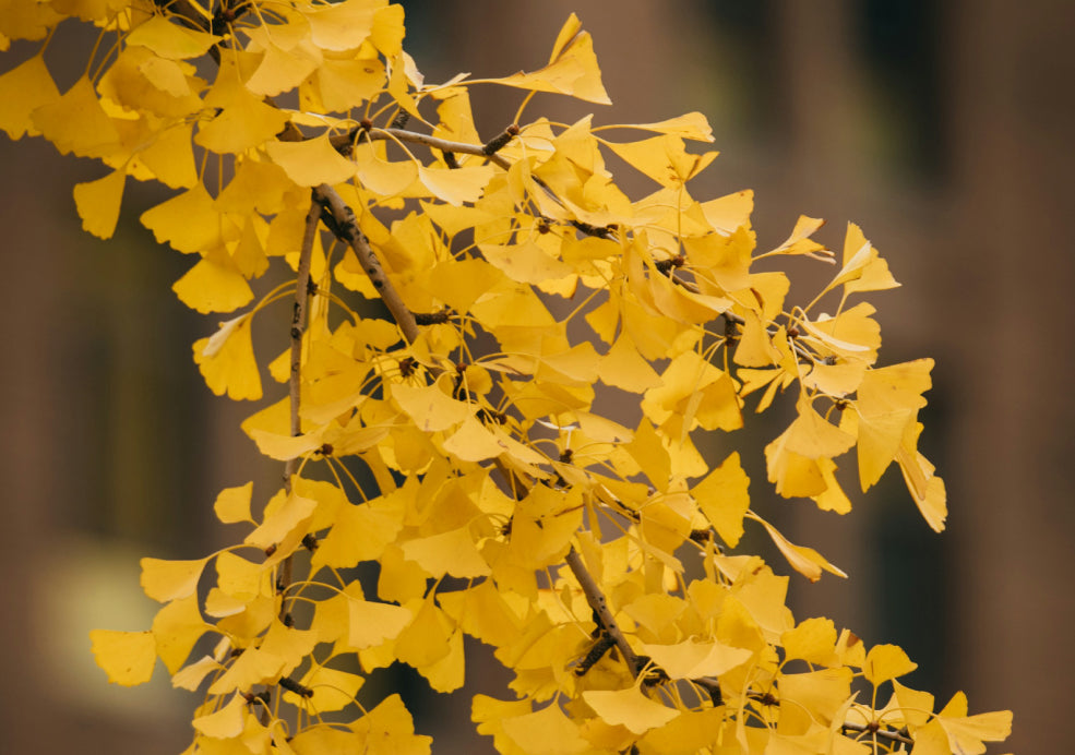 Stunning Autumn Display of Golden Foliage.