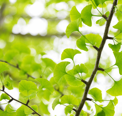 Close-up of Ginkgo biloba - Maidenhair Tree branches featuring vibrant green, fan-shaped leaves set against a delicately blurred background.