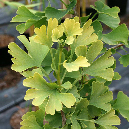 Close-up of the Ginkgo biloba - Maidenhair Tree, its fan-shaped green leaves tinged with yellow stand out against a blurred background.