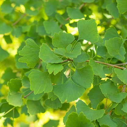 A close-up of vibrant green leaves from the Ginkgo biloba - Maidenhair Tree, highlighted against a bright and sunny background.