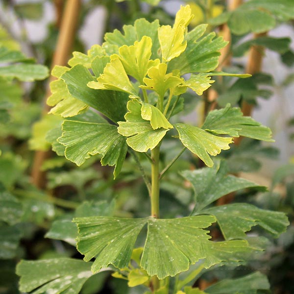 Close-up of Ginkgo biloba Menhir leaves with fan-shaped lobes, highlighting the unique beauty of this structural tree, also known as the Maidenhair Tree.