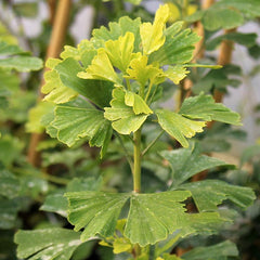 Ginkgo biloba Menhir - Maidenhair Tree