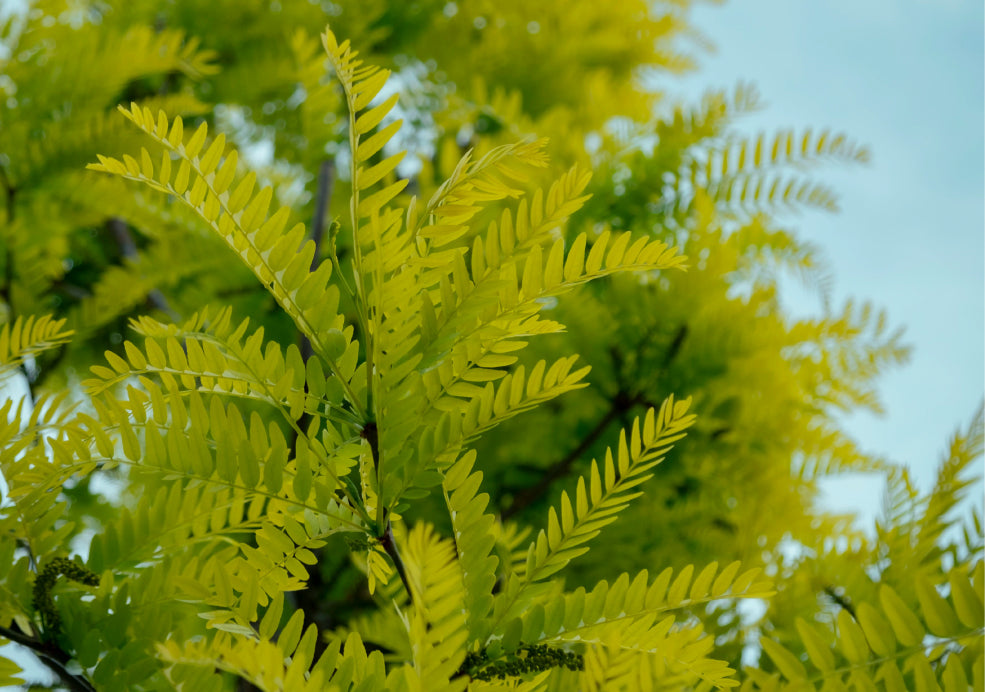 Gleditsia: Graceful and Light-Filled Canopies.