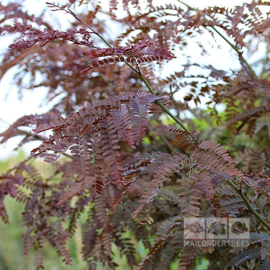 Gleditsia Ruby Lace - Honey Locust Tree