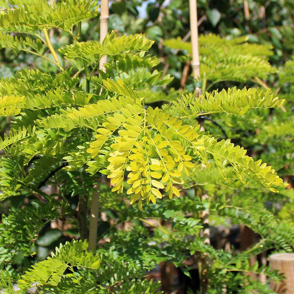 Close-up of vibrant green pinnate leaves on a healthy Gleditsia Sunburst - Honey Locust Tree in a garden setting, highlighting the thornless characteristic of this striking specimen.