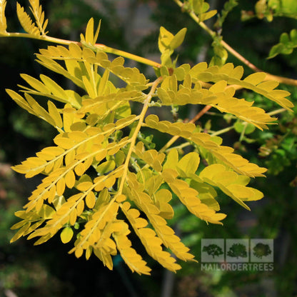 Close-up of the vibrant yellow fern-like leaves of the Gleditsia Sunburst - Honey Locust Tree, standing out against a beautifully blurred background.